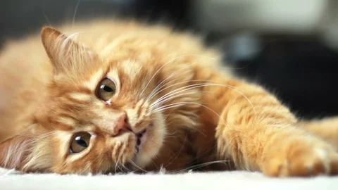 Yellow Cat Lying on the Floor and Watching Someting Curiously Stock Footage 96233816