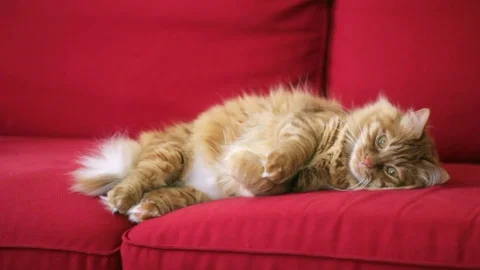 Yellow cat is lying on red couch Stock Footage 74400992