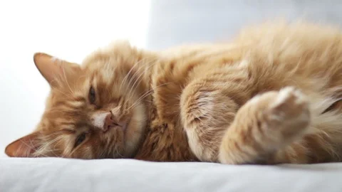 Yellow Cat Lying on Sofa and Changing the Slepping Position 스톡 동영상 96238964