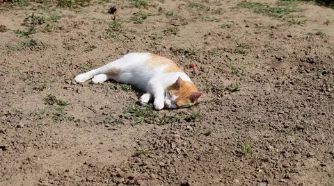 Yellow cat lying in the sun Stock Footage 55454115