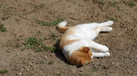 Yellow cat lying in the sun Stock Footage 55455034