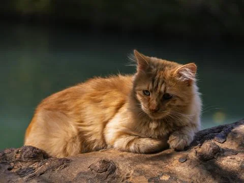 A yellow cat lying on a tree Stock Photos
