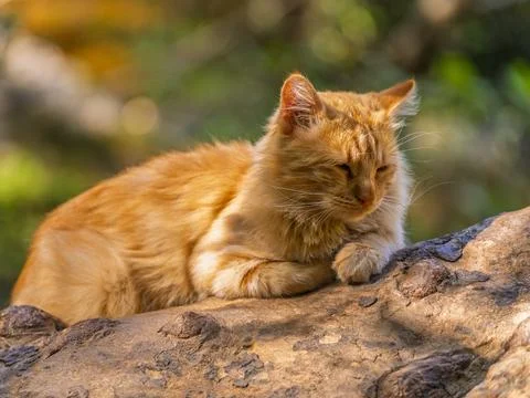 A yellow cat lying on a tree Stock Photos