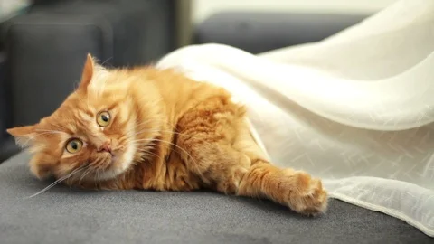 Yellow cat lying under curtain and he sees something, looking curiously Stock Footage 96247652