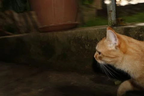 Yellow cat on the move Stock Photos