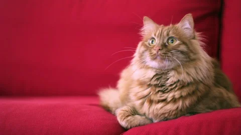 Yellow cat is moving his head up and down Video stock 74399986
