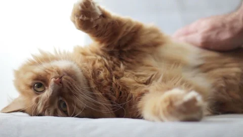 Yellow Cat Petting On Couch Stock Footage 96239389