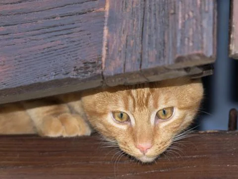 Yellow cat Stock Photos