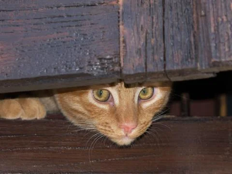 Yellow cat Stock Photos