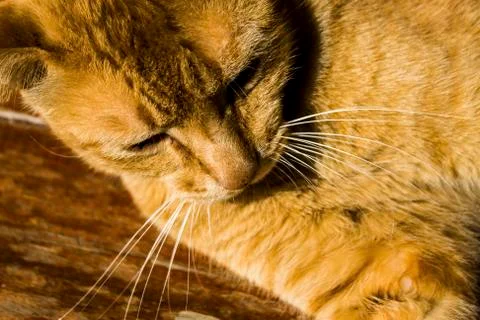 Yellow cat Stock Photos