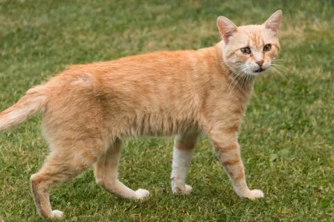 Yellow cat Stock-Fotos