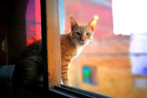 Yellow Cat Stock Photos