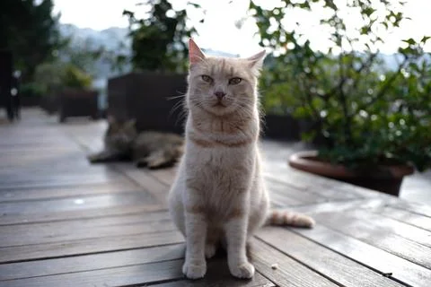 A yellow cat 库存照片