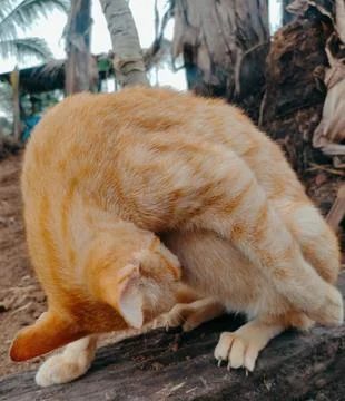 Yellow Cat Stock Photos