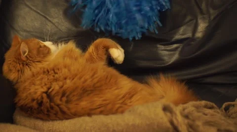 A yellow cat playing with a blue cat toy. Stock Footage 44800373