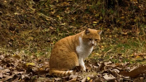 Yellow Cat Resting on the Forest Floor 動画素材 320524905