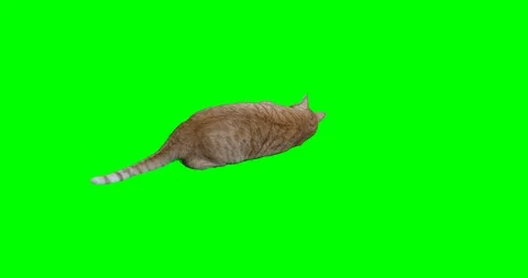 Yellow cat rolling on green screen Stock Footage 90957620