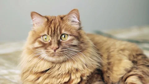 Yellow Cat Sits On The Bed And Looks On A Moving Toy Stock Footage 87089216