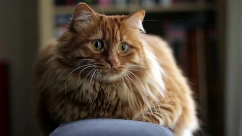 Yellow Cat Sits On The Couch And Looks On A Moving Toy Stock Footage 87086910