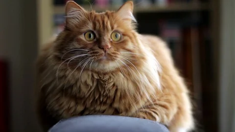 Yellow Cat Sits On The Couch And Looks On A Moving Toy Stock Footage 87087472