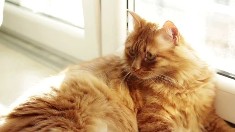 Yellow Cat Sitting on Couch and Watching Someting Curiously Stock Footage 98970804