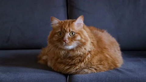 Yellow Cat Sitting on Couch and Looking Camera Tenderly Stock Footage 168220502