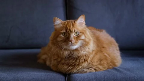Yellow Cat Sitting on Couch and Looking Camera Kindly Stock Footage 168220844