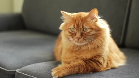 Yellow Cat Sitting on Couch 스톡 동영상 96248686