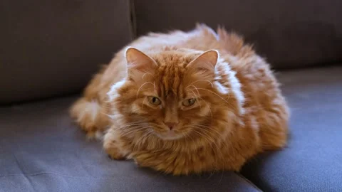 Yellow cat sitting on couch looking towards camera Stock Footage 168218626