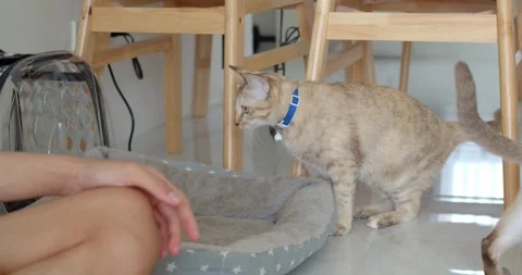 A yellow cat is sitting on the floor. Stock Footage 241933572