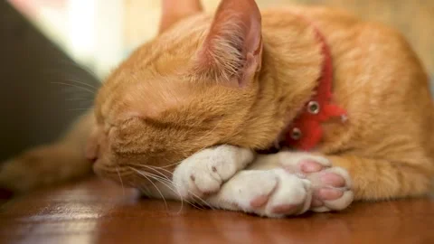 Yellow cat sleeping Stock Footage 159184107