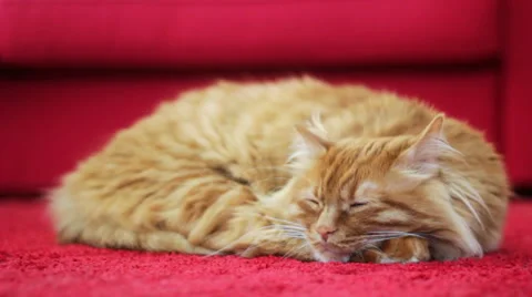 Yellow Cat Sleeping on Red Carpet Stock Footage 50185218