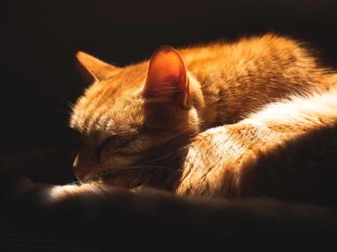 Yellow cat is sleeping on sofa Foto stock