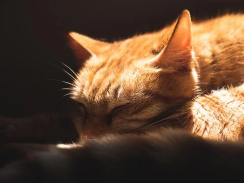 Yellow cat is sleeping on sofa Foto stock