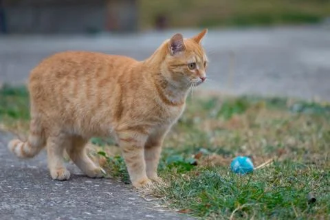 Yellow cat standing in the yard next to grass Stock Photos