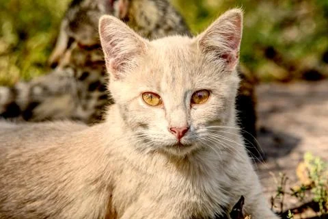 Yellow Cat Staring at the Camera 스톡 사진
