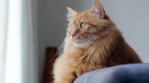Yellow Cat Staring at Something and Moving His Head Stock Footage 96234767