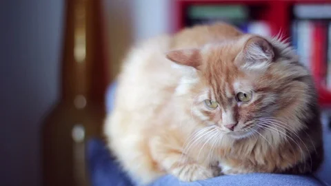 Yellow Cat Staring at Something and Moving His Head Down To Up Stock Footage 96241093