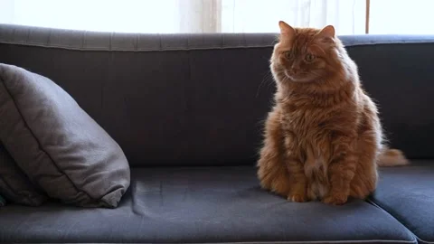 Yellow Cat Staring at Something and Moving His Head Stock Footage 168220133