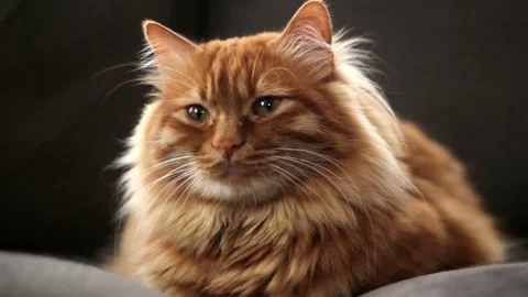 Yellow cat staring at something Stock Footage 74382723