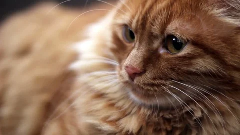 Yellow cat staring at something 스톡 동영상 74395595