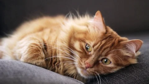 Yellow cat staring at something 스톡 동영상 74397595