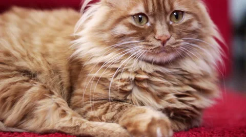 Yellow Cat Staring Into Space Stock Footage 50181103