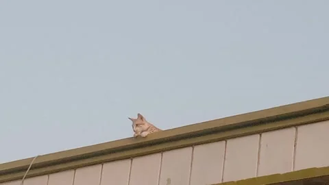 Yellow Cat Visiting the Rooftop Stock Footage 346267366