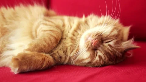 Yellow Cat is Waking Up and Looking at Camera Stock-Footage 74403430