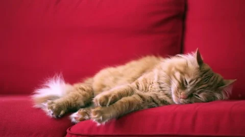 Yellow cat is waking up Stock Footage 74400524