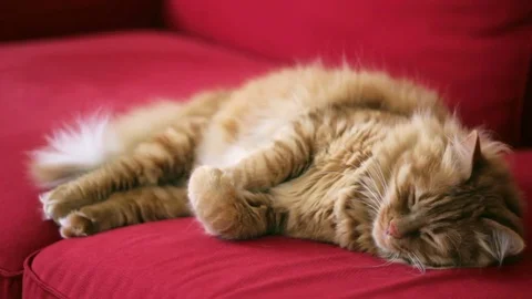 Yellow cat is waking up 스톡 동영상 74401211