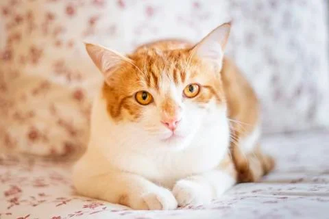 Yellow cat watching intently while resting on the bed Stock Photos