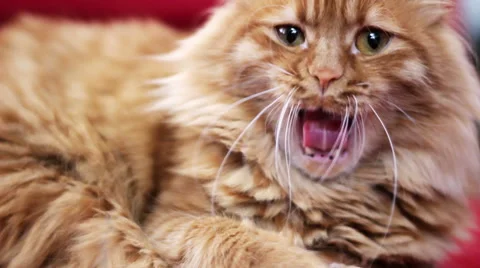 Yellow Cat Yawning - Closeup 스톡 동영상 50179581