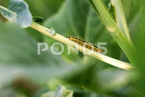 Yellow caterpillar on collard greens stem Stock Photos